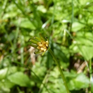 Photographie n°57085 du taxon Aposeris foetida (L.) Less. [1832]