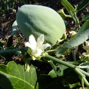 Photographie n°57097 du taxon Araujia sericifera Brot. [1818]