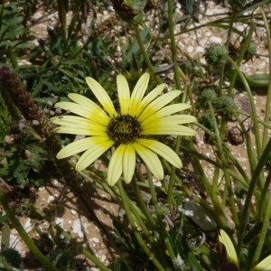 Photographie n°57101 du taxon Arctotheca calendula (L.) Levyns [1942]