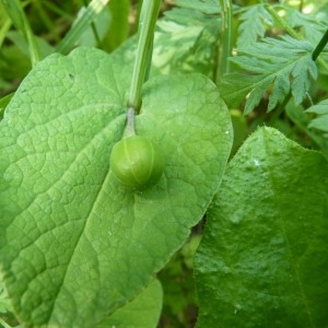 Photographie n°57106 du taxon Aristolochia rotunda L. [1753]