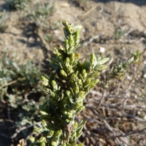 Photographie n°57107 du taxon Artemisia caerulescens subsp. gallica (Willd.) K.M.Perss. [1974]