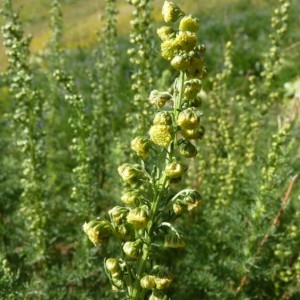 Photographie n°57108 du taxon Artemisia chamaemelifolia Vill. [1779]