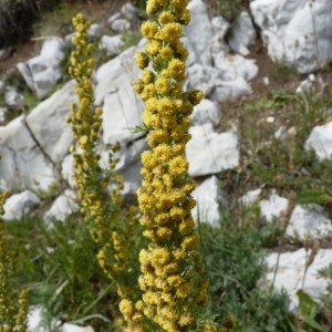 Artemisia chamaemelifolia Vill. (Armoise à feuilles de camomille)