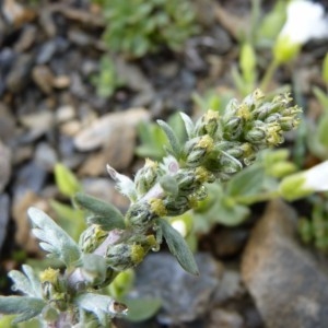 Artemisia genipi Weber (Genépi laineux)