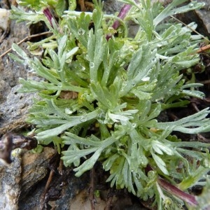 Photographie n°57114 du taxon Artemisia genipi Weber [1775]