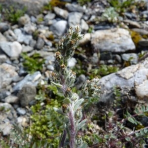 Photographie n°57115 du taxon Artemisia genipi Weber [1775]