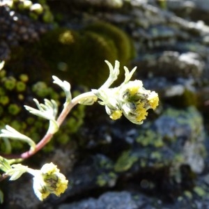 Absinthium glaciale Poir. (Genépi des Alpes)