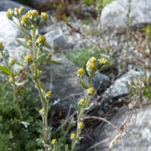 Photographie n°57121 du taxon Artemisia umbelliformis Lam. [1783]
