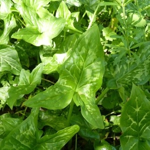 Photographie n°57124 du taxon Arum italicum Mill.