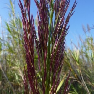 Photographie n°57126 du taxon Arundo donax L. [1753]