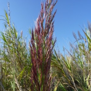 Photographie n°57127 du taxon Arundo donax L. [1753]