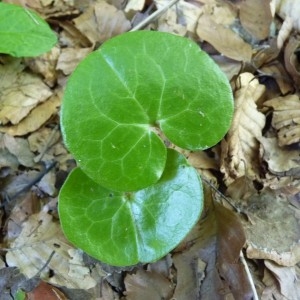 Photographie n°57128 du taxon Asarum europaeum L.