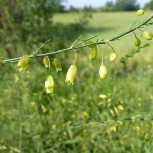 Photographie n°57130 du taxon Asparagus officinalis subsp. officinalis