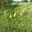  Mathieu MENAND - Asparagus officinalis subsp. officinalis