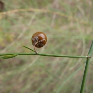 Photographie n°57131 du taxon Asparagus officinalis subsp. officinalis