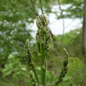 Photographie n°57132 du taxon Asparagus officinalis subsp. officinalis