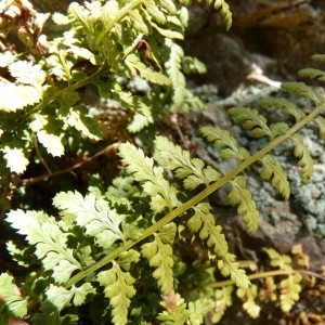 Photographie n°57134 du taxon Asplenium foreziense Magnier [1884]