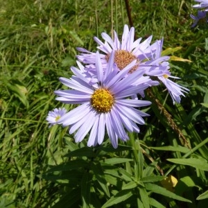 Aster pyrenaeus Desf. ex DC. (Aster des Pyrénées)