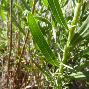  - Aster sedifolius subsp. trinervis (Pers.) Thell. [1913]