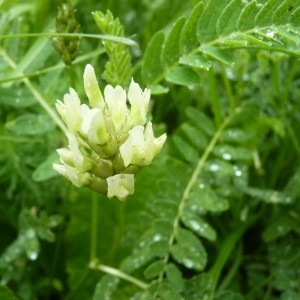  - Astragalus cicer L. [1753]