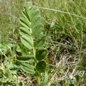 Photographie n°57148 du taxon Astragalus danicus Retz. [1783]