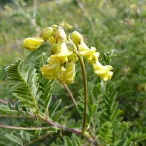 Photographie n°57163 du taxon Astragalus penduliflorus Lam. [1779]