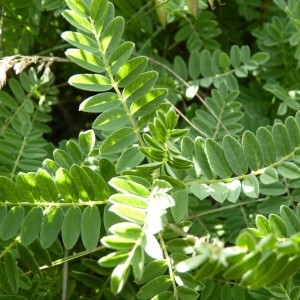 Photographie n°57165 du taxon Astragalus penduliflorus Lam. [1779]