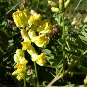 Astragalus penduliflorus Lam. (Astragale à fleurs pendantes)