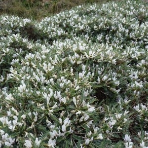 Photographie n°57174 du taxon Astragalus tragacantha L. [1753]