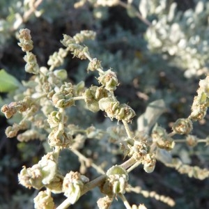 Photographie n°57180 du taxon Atriplex halimus L. [1753]