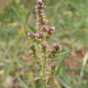 Atriplex angustifolia Sm. (Arroche étalée)
