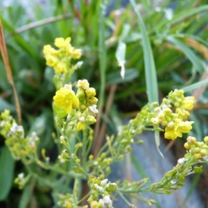 Aurinia saxatilis (L.) Desv. (Aurinie des rochers)