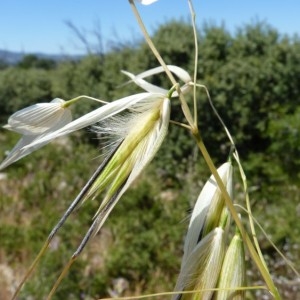 Photographie n°57187 du taxon Avena fatua L. [1753]