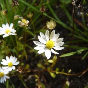 Photographie n°57203 du taxon Bellis annua L. [1753]