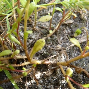 Photographie n°57204 du taxon Bellis annua L. [1753]