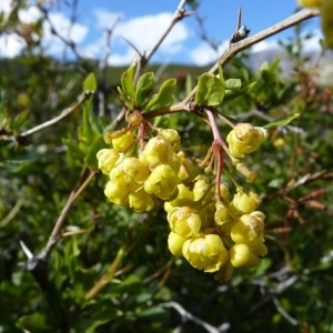 Photographie n°57205 du taxon Berberis vulgaris L. [1753]