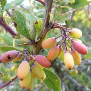 Photographie n°57208 du taxon Berberis vulgaris L. [1753]