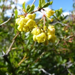 Photographie n°57209 du taxon Berberis vulgaris L. [1753]