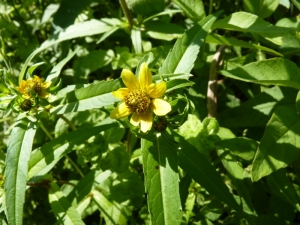 Mathieu MENAND, le  2 septembre 2011 (Estirac)