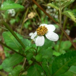 Photographie n°57212 du taxon Bidens pilosa L. [1753]