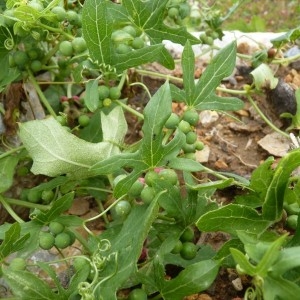 Photographie n°57235 du taxon Bryonia dioica Jacq.