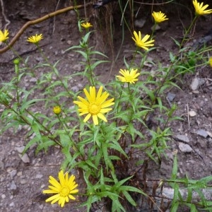 Photographie n°57240 du taxon Buphthalmum salicifolium L. [1753]