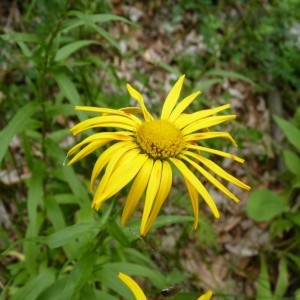 Photographie n°57241 du taxon Buphthalmum salicifolium L. [1753]