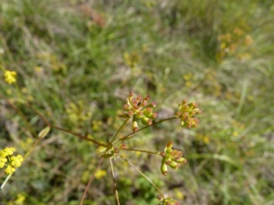 Mathieu MENAND, le 28 août 2011 (Roquefixade)