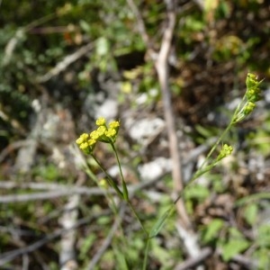 Photographie n°57249 du taxon Bupleurum praealtum L. [1756]