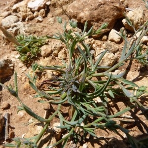 Tenoria glauca (DC.) Bubani (Buplèvre glauque)