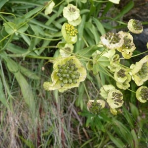 Photographie n°57254 du taxon Bupleurum stellatum L. [1753]