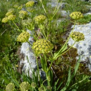 Photographie n°57256 du taxon Bupleurum stellatum L. [1753]