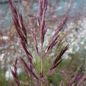 Arundo glauca M.Bieb. (Calamagrostide des rivages)