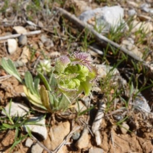 Photographie n°57264 du taxon Calendula arvensis L. [1763]